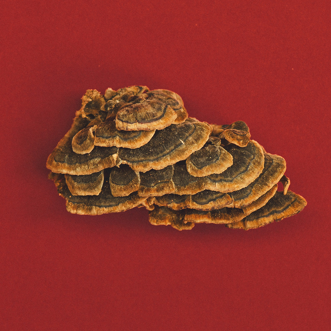 TURKEY TAIL HONEY PEARLS-1
