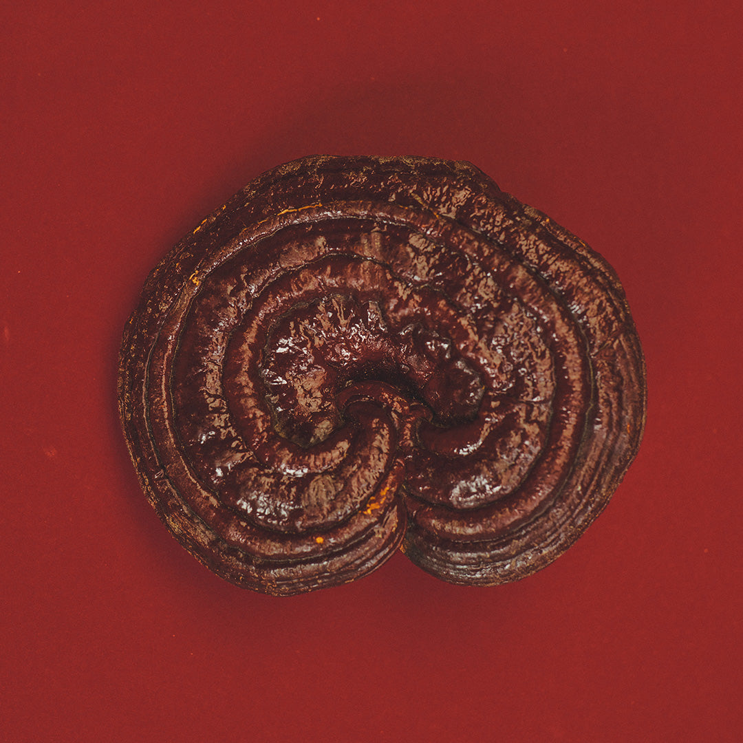 REISHI HONEY PEARLS-1