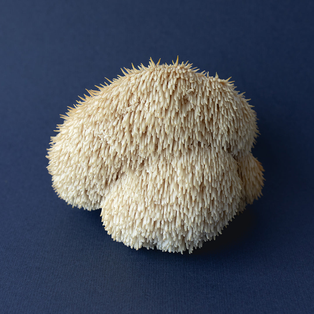 LIONS MANE HONEY PEARLS-1